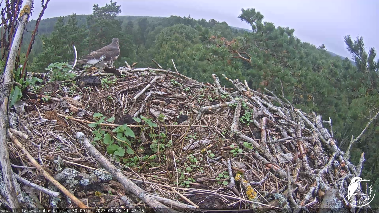 Zivju ērgļi (Pandion haliaetus) Kurzemē - LDF tiešraide 7-6-15 screenshot