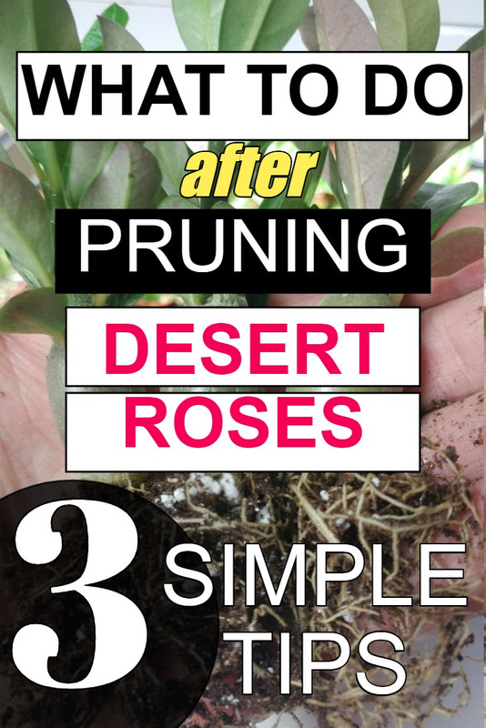 what-to-do-after-pruning-desert-roses.jpg