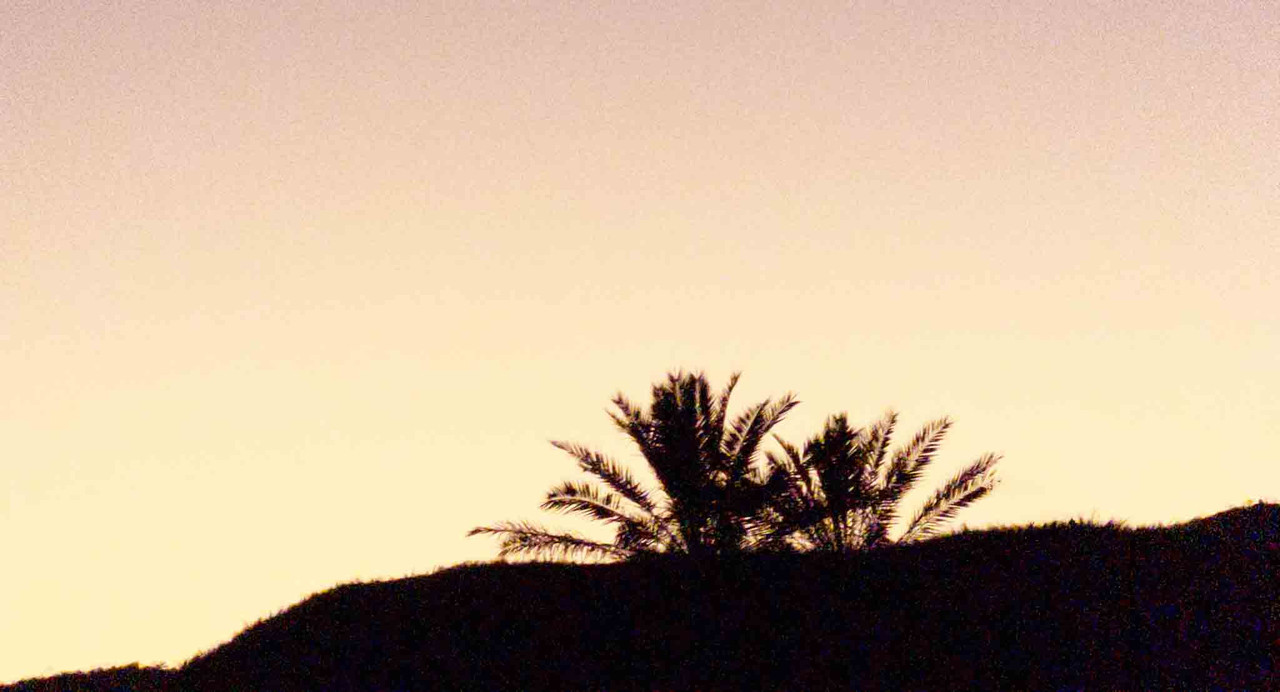 Palm Tree Silhouette