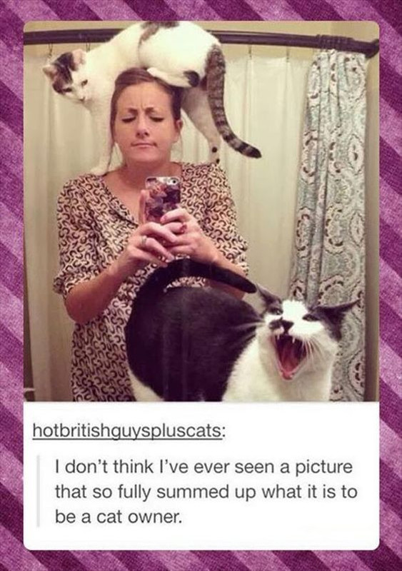 Cat Humor #8