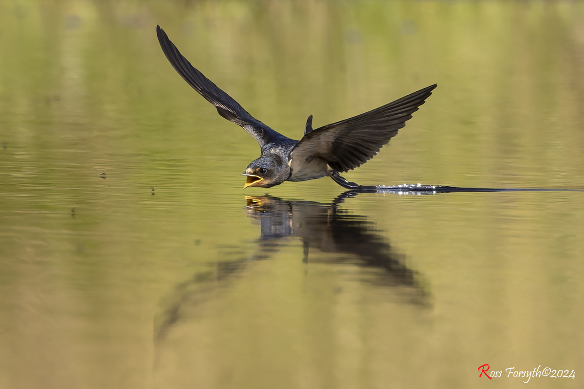 20240727-_5RF8075-CR3