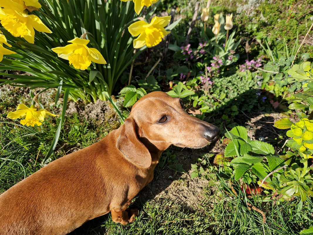 [Image: Nella-jonquilles-2.jpg]