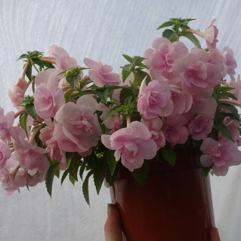 Особенности выращивания розы ахименес double pink