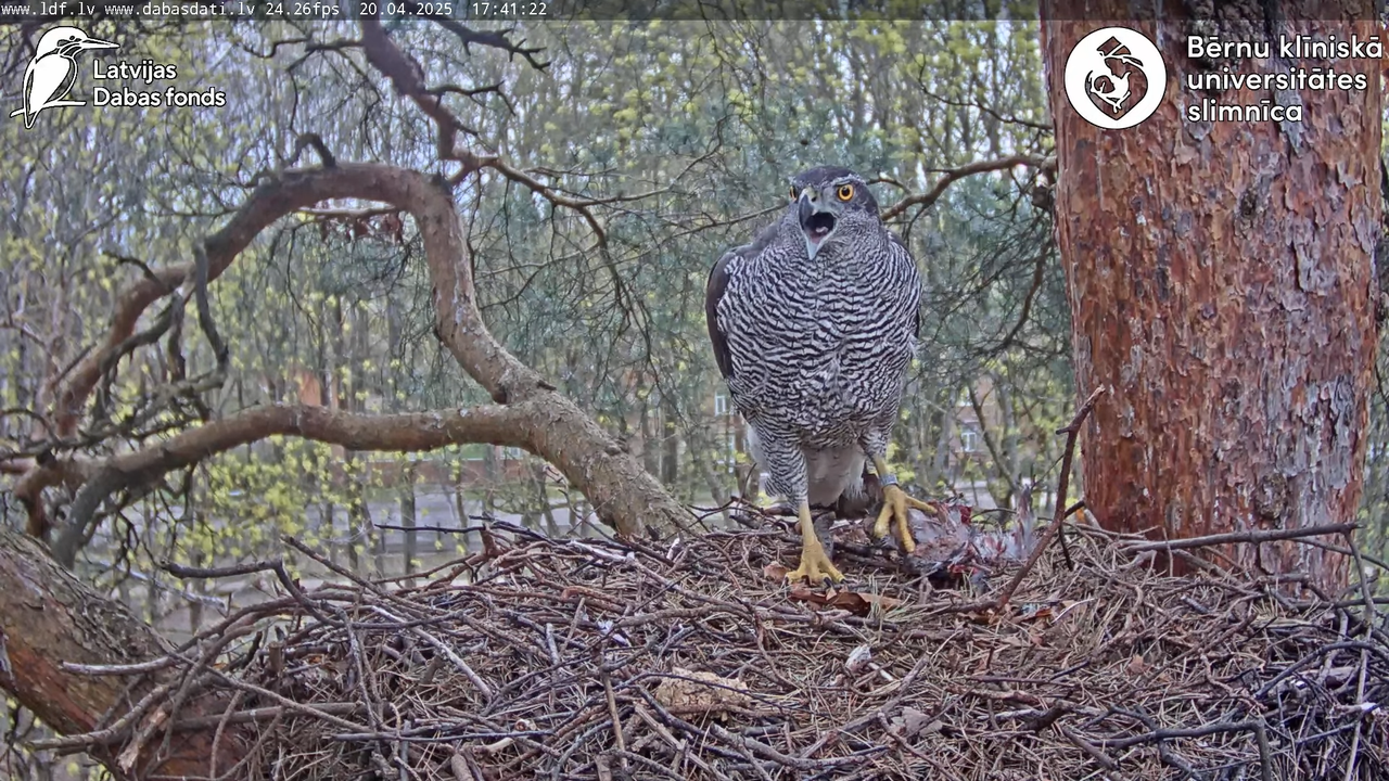 Vistu vanags (Accipiter gentilis) BKUS teritorijā – 2. ligzda 12-52-12 screenshot