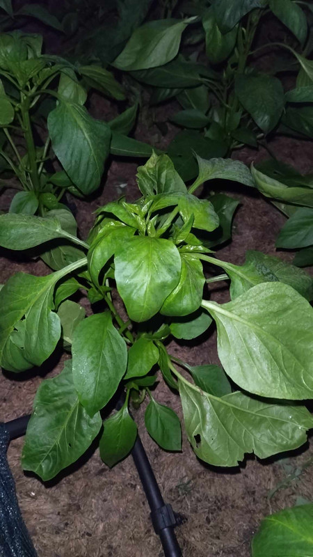 441353431_465324672573436_7157762448874527042_n (1)