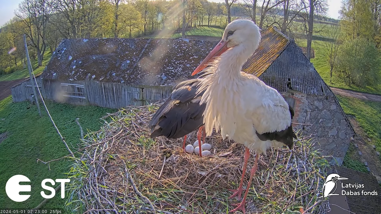 Baltie stārķi (Ciconia ciconia) Tukuma novadā - LDF tiešraide __ White storks in Tukums, Latvia 10-4