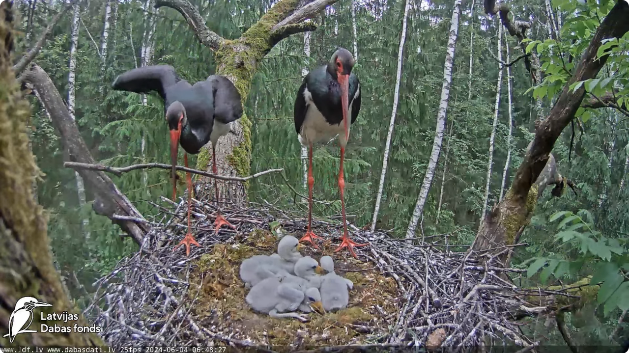 Screenshot 2024-06-04 at 07-14-48 (1) Melnais stārķis (Ciconia nigra) Ogres novadā - LDF tiešraide -