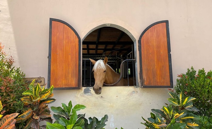 Salah satu koleksi kuda di Sukasikuda Stable.
