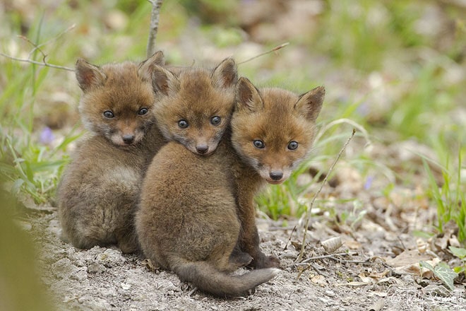 https://i.postimg.cc/CLDQPBKF/teddy-bracard-photographe-animalier1.jpg