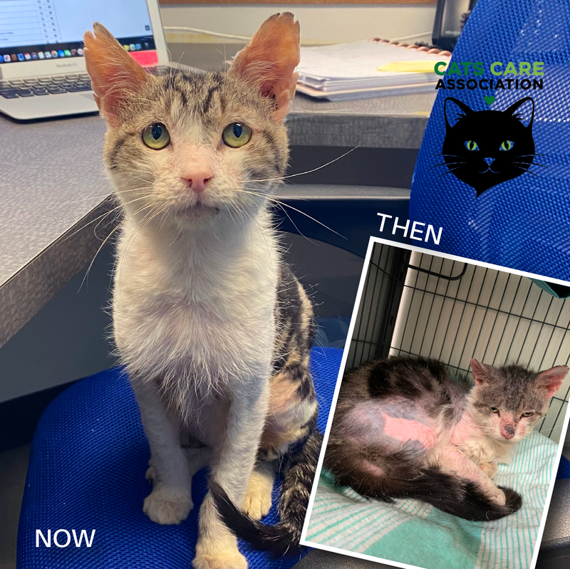 Rescued cat transformation