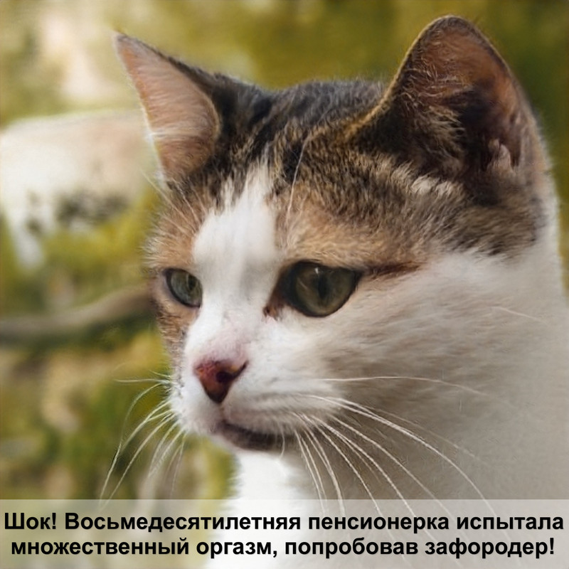 как понять кот или кошка