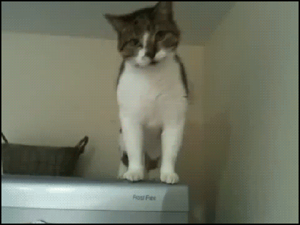 Amazing-Cat-GIF-Piggy-the-spider-cat-walking-down-fridge-Graceful-acrobat-cat.gif
