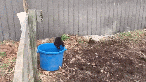 daily-gifdump-3359-09.gif