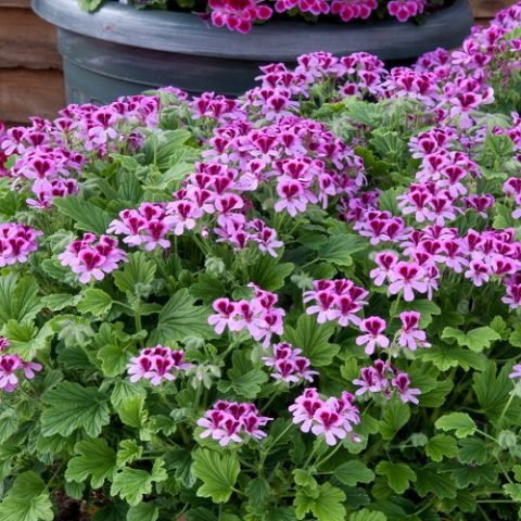 Geranium-Scented-Orange-Fizz-e1617747428