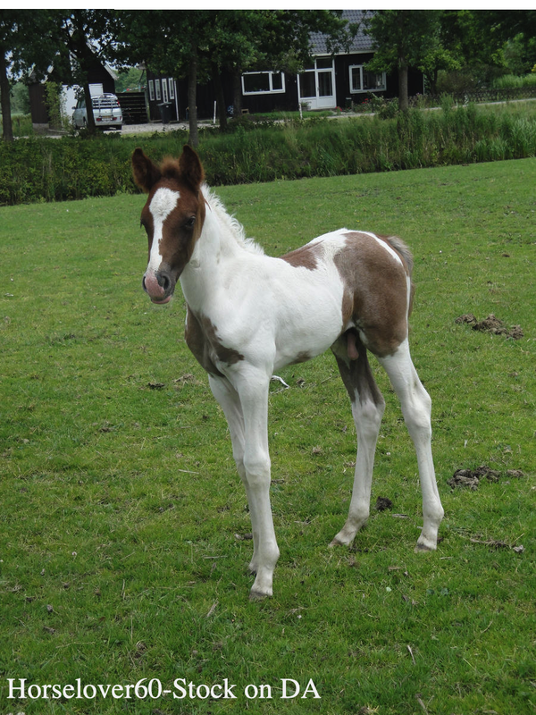 standing-tobiano-foal-by-horselover60-stock-d3laaf4-fullview-3-copy.png
