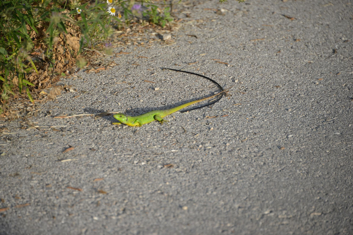 DSC-0911.jpg