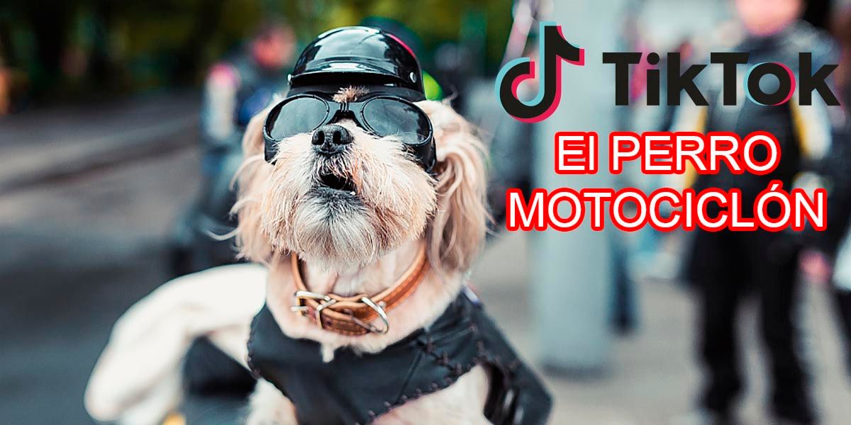 TikTok: Perro le teme a la nueva mascota que es mucho más pequeña