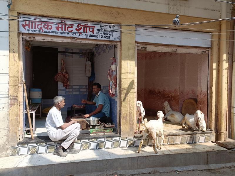 https://i.postimg.cc/CLHqJ7Nr/Jodhpur-(352).jpg