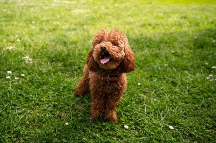 Most Popular Dog Breeds 2025