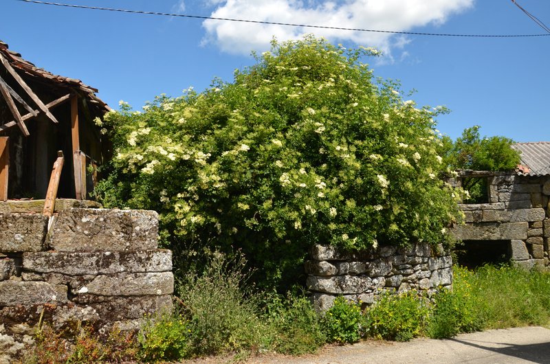 SANTIAGO DE RUBIAS-28-5-2024 - Galicia y sus pueblos - 2017/2024 (10)