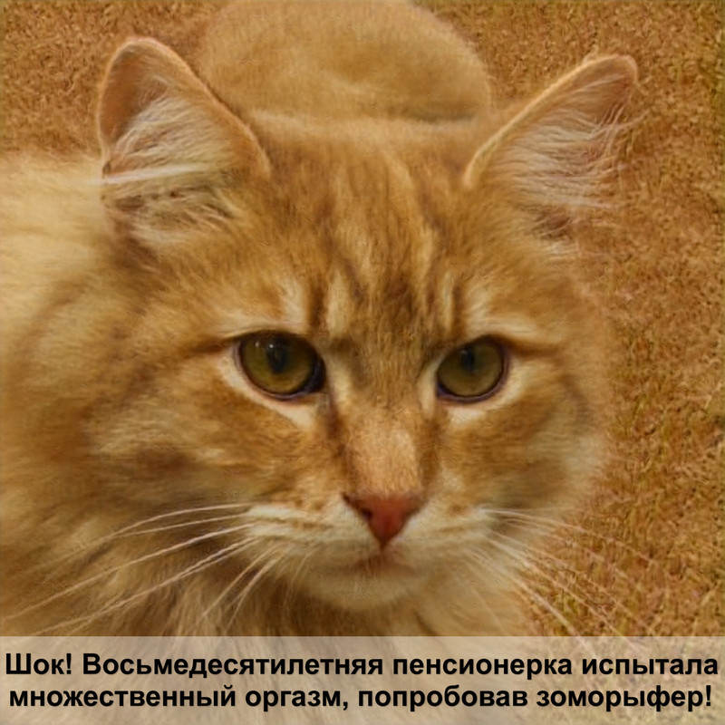 бенгальская кошка фото