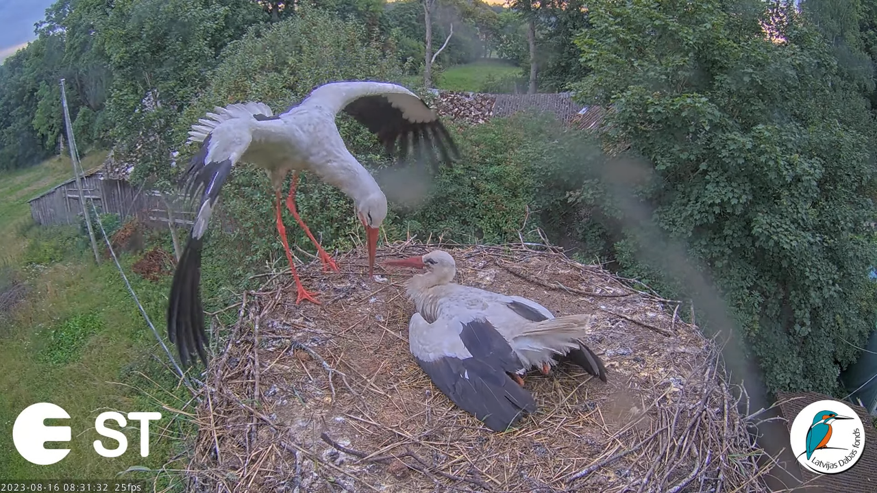 Baltie stārķi (Ciconia ciconia) Tukuma novadā - LDF tiešraide __ White storks in Tukums, Latvia 11-5