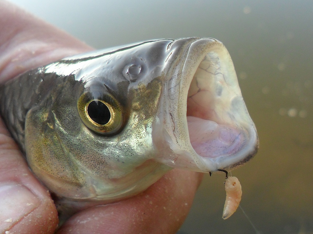 Кочебахтино 17-18.06.13г07