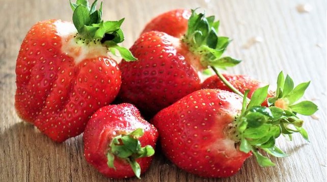 Can Cockatiels Have Strawberries
