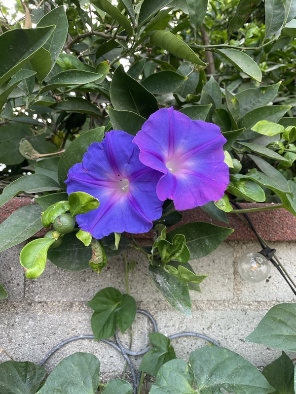 37-E90-A2-E-85-AF-4774-9-F5-D-9-CB620-B8-C906-1-105-c