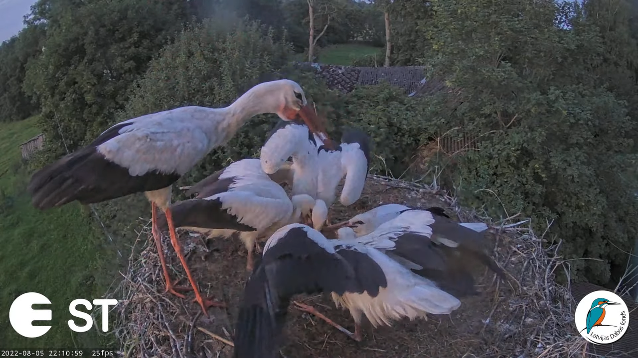 Baltie stārķi (Ciconia ciconia) Tukuma novadā - LDF tiešraide __ White storks in Tukums, Latvia 13-1