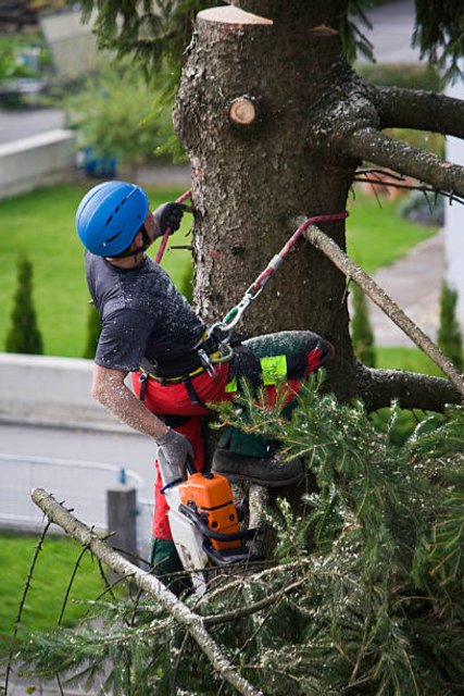 Bay Area Tree Trimming
