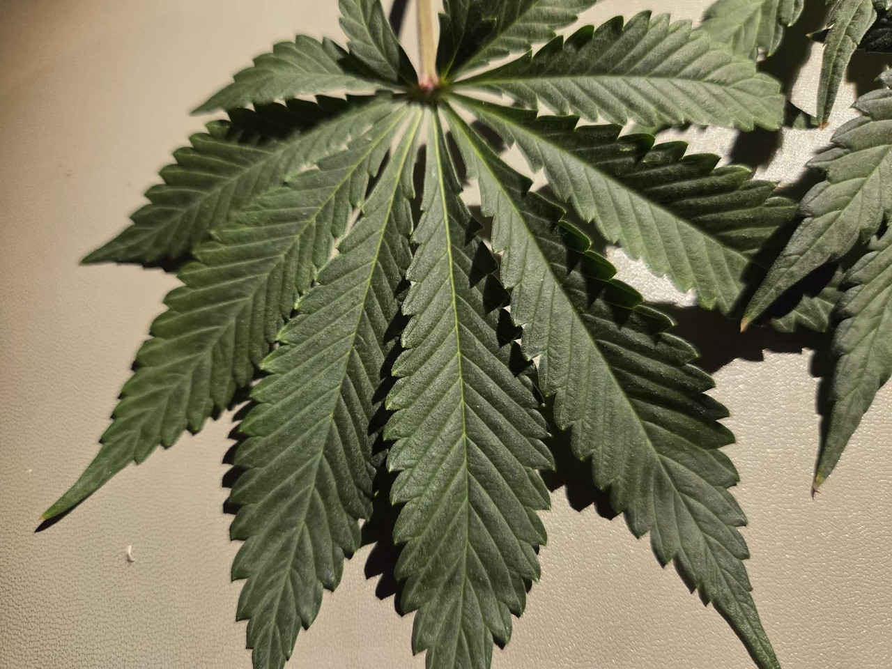 Messenger creation 646078BC 4087 4FD6 A202 829E35674866