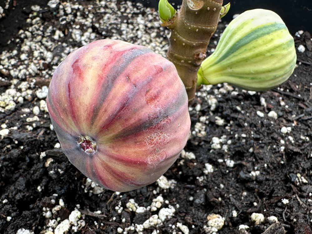 figs-89.jpg