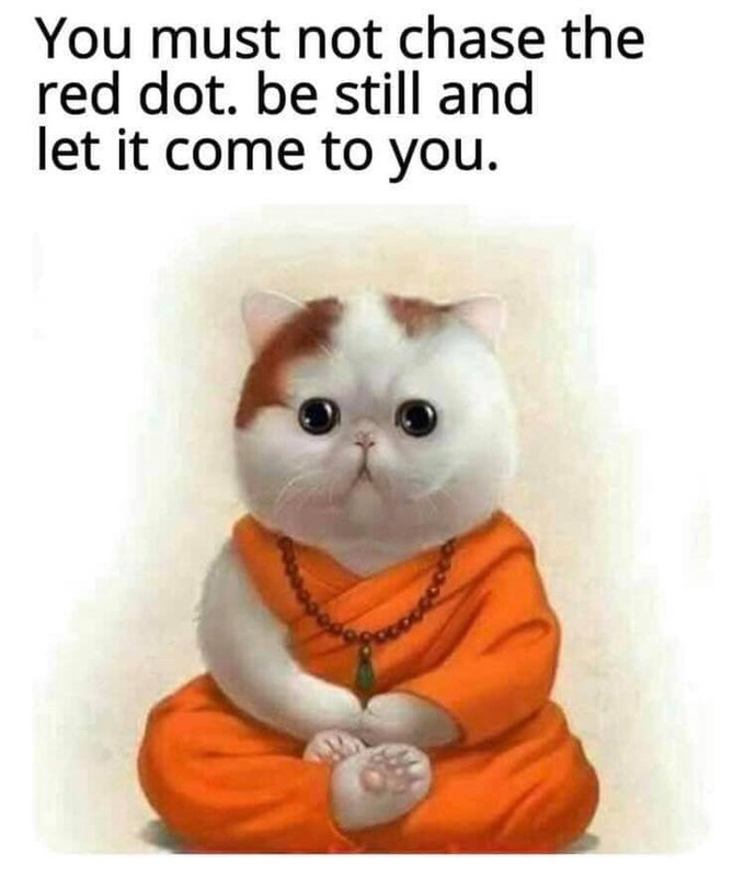 red-dot-cat