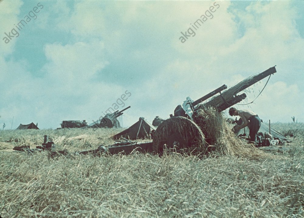 Geschütze in Kornfeld, 1941