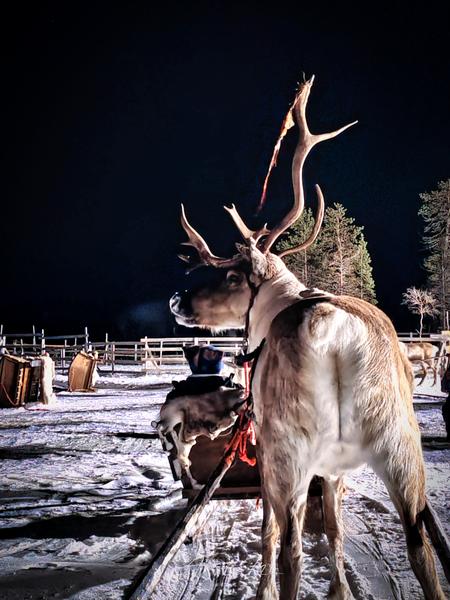 Auroras - 3.er reportaje por Laponia norte - Marzo 2025 - Blogs de Finlandia - PARTE I (46)