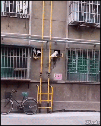 Amazing-Cat-GIF-No-impurrsible-mission-for-the-king-of-spider-cats.gif