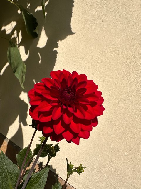 red-dahlias.jpg