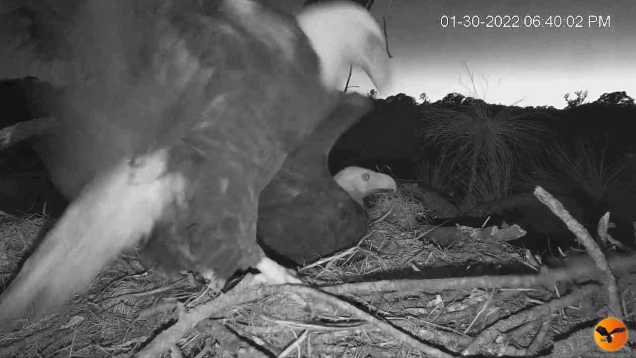 Webp.net-gifmaker (2)