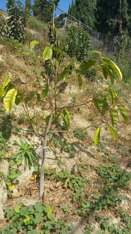 Rollinia - Copy