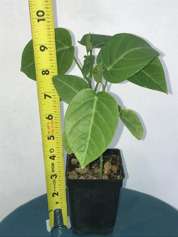s-l1600-3