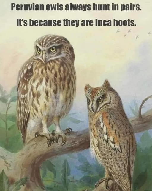 Cahoots