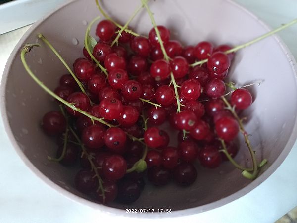 https://i.postimg.cc/CLS96V2d/piros-ribizli-2022-07-19.jpg