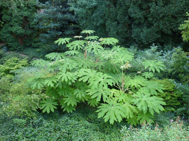 2014-07-13 Arboretum Härle 54