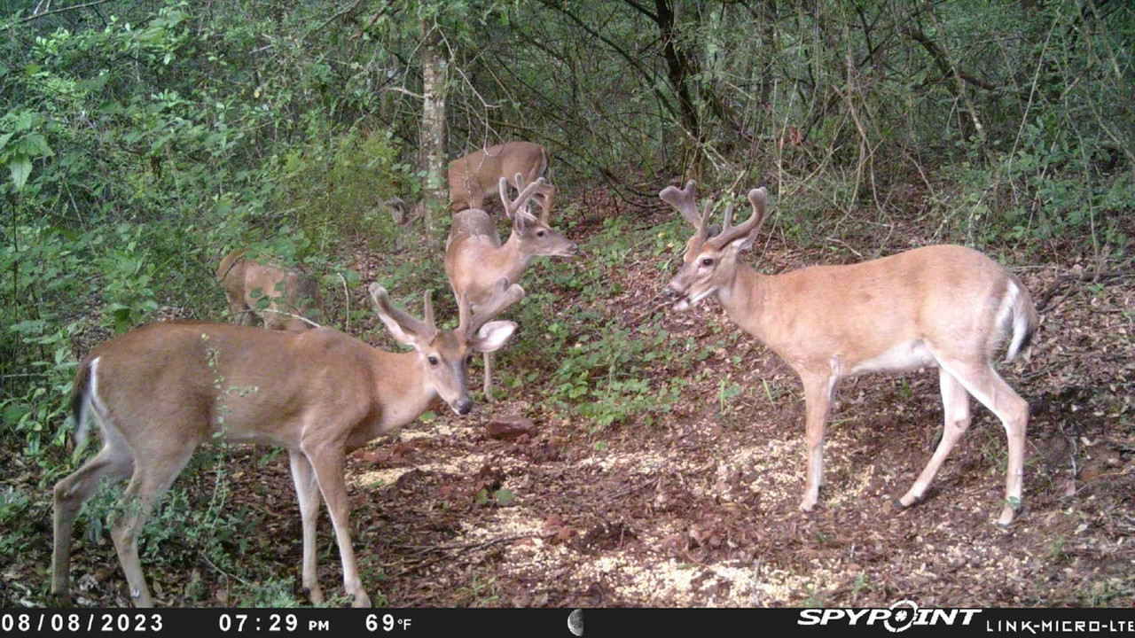 spypoint_585473014545771