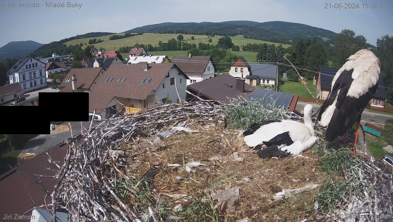 Živá kamera - Mladé Buky - čapí hnízdo 15-54-34 screenshot