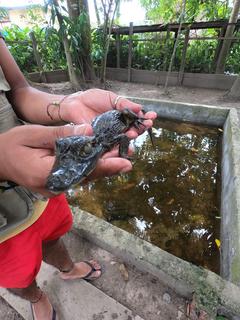 3 SEMANAS EN PERÚ del Amazonas a Machu Picchu 2019 - Blogs de Peru - Día 3. Iquitos Sunrise pirañas, centro de rescate y Lima (6)