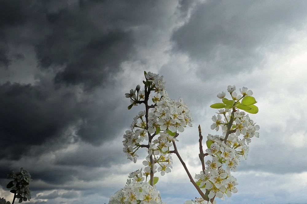 concours photo "Les prémices du printemps dans la nature" mars 2022 - Page 4 Premicedu-Printemps