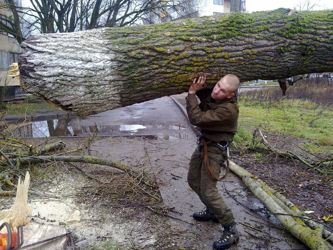 Можно срубить дерево. Спиленное дерево. Спиливание деревьев. Поваленное дерево. Поваленное дерево в лесу