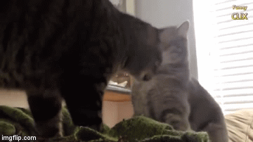 Cat-Slap-ABitch.gif